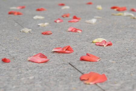 rose petals on  grey ground の写真素材