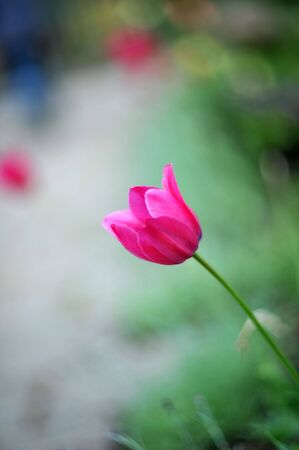 Beautiful red tulip and greensの写真素材
