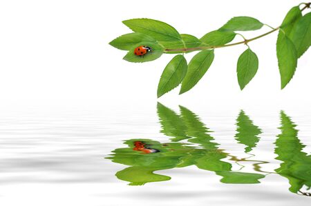 leaves on the twig isolated on whiteの写真素材