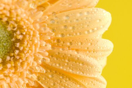 yellow gerbera isolated on yellow backgroundの写真素材