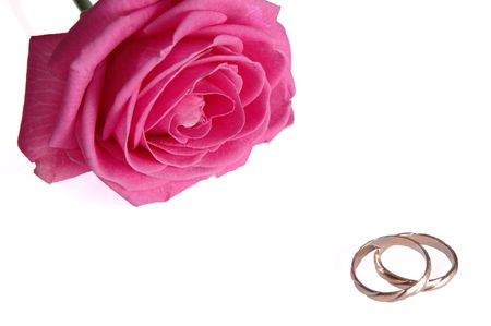 pink rose with rings close upの写真素材
