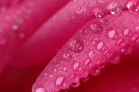 pink rose with water drops close upの写真素材
