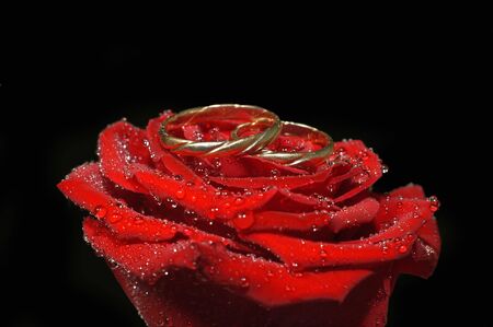 red rose with rings isolated on blackの写真素材