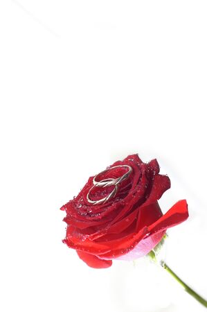 red rose with rings isolated on whiteの写真素材
