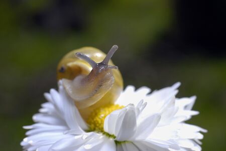small snail on white flowerの写真素材