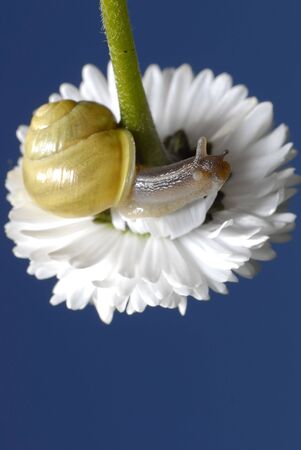 small snail on white flowerの写真素材