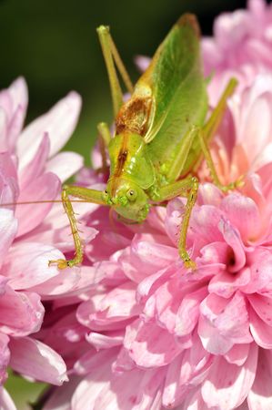 grasshopper on the pink flowerの写真素材
