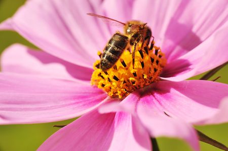 bee harvesting honey from flowerの写真素材