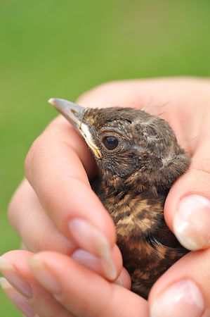 human hands holding small bird の写真素材