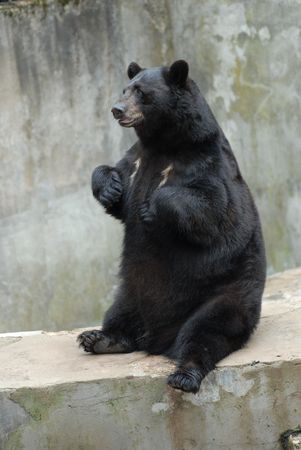 cute black bear in zooの写真素材