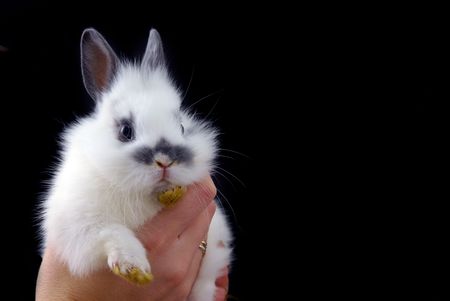 hadns holding small rabbit isolated on black backgroundの写真素材
