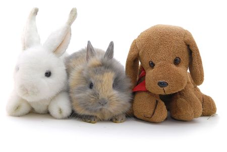 small rabbit and toys isolated on white backgroundの写真素材