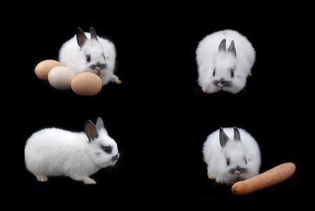 small rabbit and eggs isolated on black backgroundの写真素材