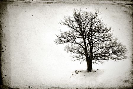 lone tree without leaves  in winterの写真素材