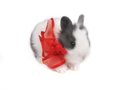 Small beautiful rabbit with  red ribbon and carrot on  white backgroundの写真素材