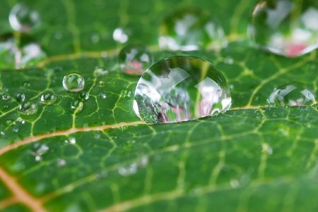  bright green leaf and water drop  close upの写真素材