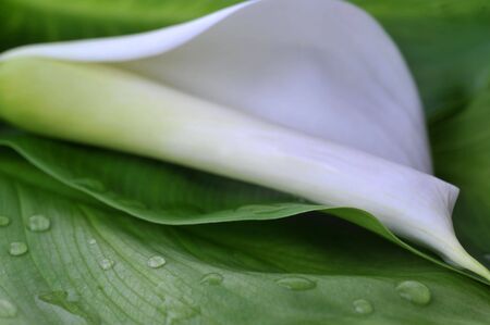 white  calla lily on green leaves close upの写真素材