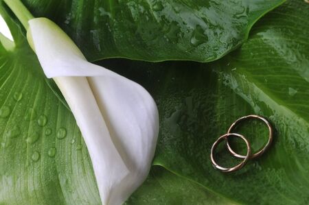 white  calla lily and wedding rings on green leaves close upの写真素材