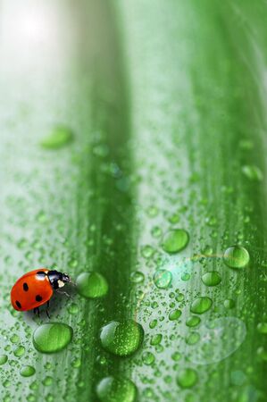 bright green leaf and water drop  close up