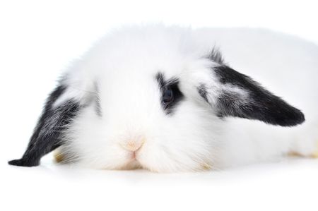
Small beautiful rabbit  on  white backgroundの写真素材