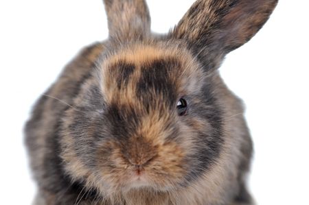 brown  fluffy rabbit sits isolated