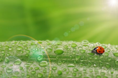 bright green leaf with ladybug and water drop  close upの写真素材