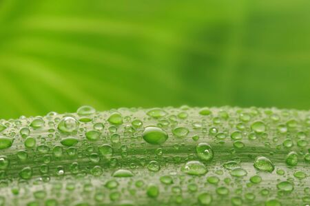 fresh green plant leaf with water drops close up