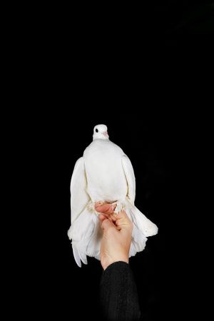 White pigeon sit on fingers close upの写真素材