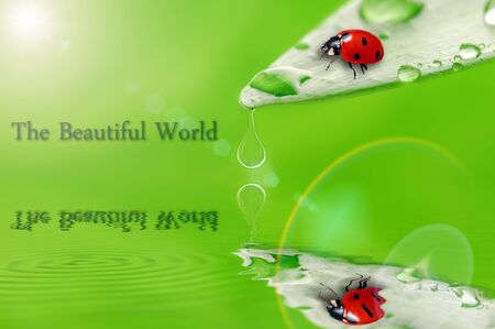 fresh green plant leaf with water drops close upの写真素材