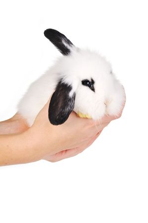 
Small beautiful rabbit  on  white backgroundの写真素材