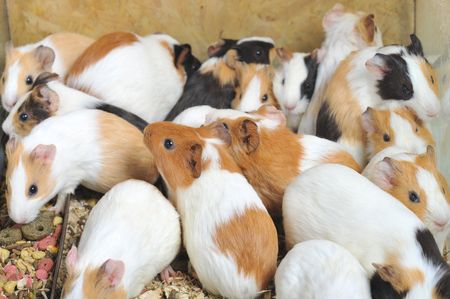  Many different guinea pigs sitの写真素材