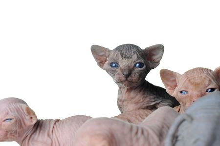  small egyptian bald cats on white backgroundの写真素材