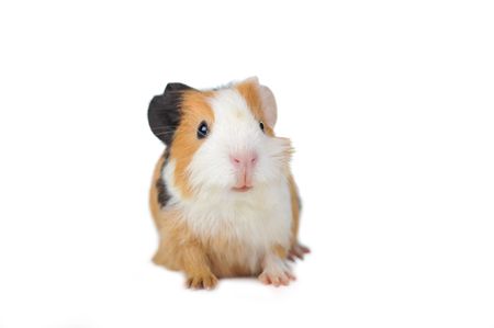 brown guinea pig on white isolatedの写真素材