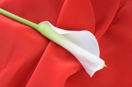 red graceful fabric and   white  calla lily  close up      の写真素材