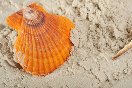 Cockleshells lie on damp sandの写真素材