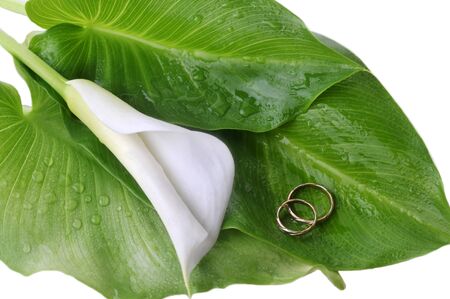 white  calla lily and wedding rings on green leaves close upの写真素材