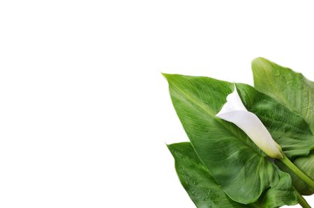 white  calla lily on green leaves close upの写真素材