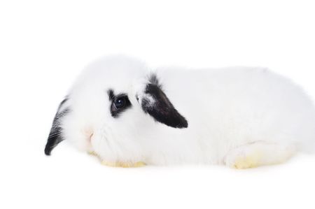 
Small beautiful rabbit  on  white backgroundの写真素材