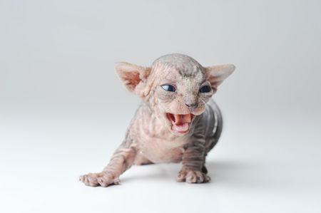 small egyptian bald cat on white backgroundの写真素材