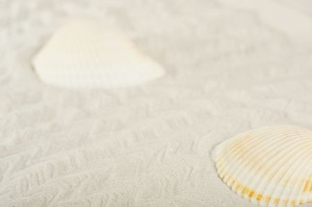 cockleshells on sea sand background