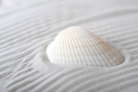 cockleshell on sea sand backgroundの写真素材