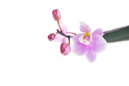 Flowers of  beautiful orchid  isolatedの写真素材