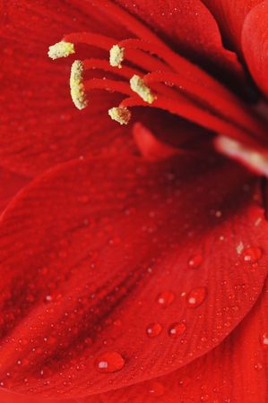 beautiful macro of amaryllis flowerの写真素材