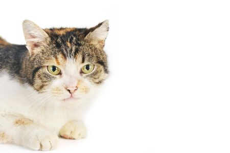  cute  grey-white cat  isolatedの写真素材