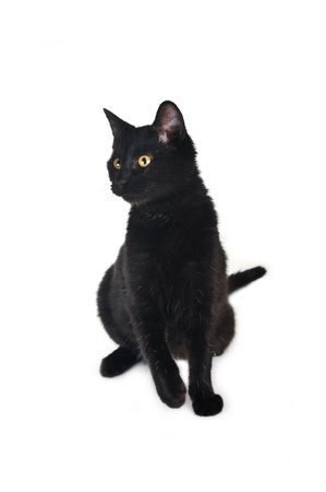 black cat plays with  toy close upの写真素材