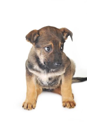 brown dog is  sitting quietlyの写真素材