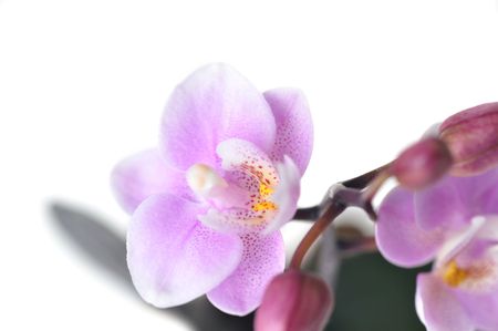 Flowers of  beautiful orchid  isolatedの写真素材