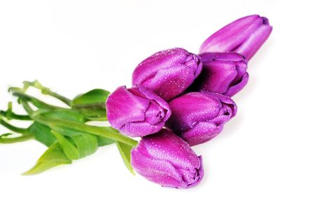 bouquet of many violet tulips close upの写真素材