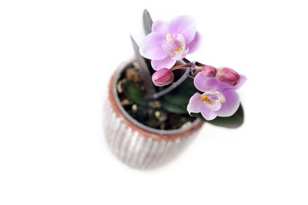 beautiful orchid in  little flowerpot の写真素材