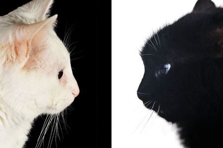 white and black cats on one pictureの写真素材